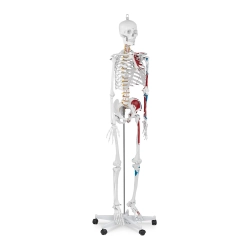 Physa Model anatomiczny ludzkiego szkieletu 180 cm + Plakat anatomiczny